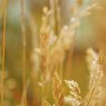 His Prayers and Supplications